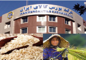فروش برنج در بورس کالا آغاز شد