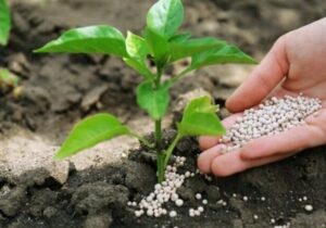هستهای در کشاورزی ــ ۶۹ |کاربرد فناوری هستهای در بهینهسازی مصرف کود کشاورزی
