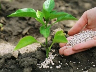 هستهای در کشاورزی ــ ۶۹ |کاربرد فناوری هستهای در بهینهسازی مصرف کود کشاورزی