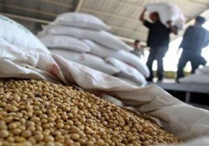 کاربرد فناوری هستهای در جلوگیری از فساد سویا در انبار