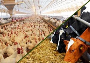 نهادههای دامی بدون تغییر قیمت تا پایان سال توزیع میشود؟