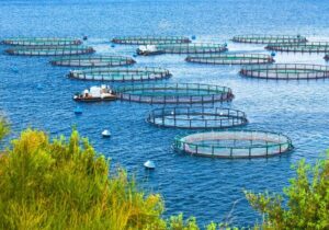 برنامه تولید ۱.۸ میلیون تن آبزیان؛ پژوهش‌های کاربردی حمایت می‌شود