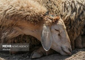 مایهکوبی بیش از۳۰ هزار رأس دام در رودان