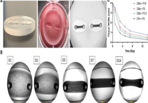 محقق ایرانی موفق به ابداع «بافت سه‌بعدی قلب» شد