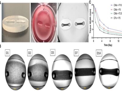 محقق ایرانی موفق به ابداع «بافت سه‌بعدی قلب» شد