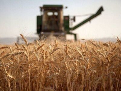 نرخ گندم باید بالای ۵۲ هزارتومان باشد؛ واردات با آزادسازی ارز دیگر جذابیت ندارد