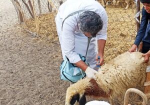 واکسیناسیون دام و طیور در روستاهای صفر مرزی جوانرود اجرا شد