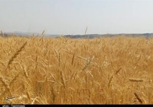 پیشنهاد گندم ۵۲هزارتومانی به دولت