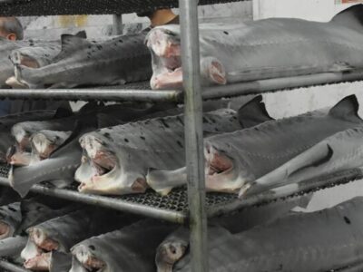 ۲.۵ میلیون ماهی تازه از مازندران صادر شده است