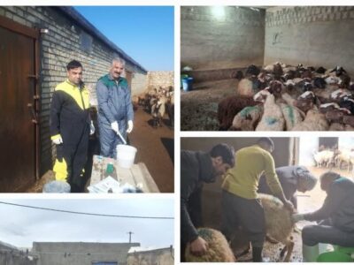 اجرای فاز نخست همزمان‌سازی فحلی در دام سبک بیجار؛ پوشش ۳۰۰ رأس دام