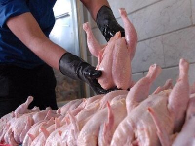 تامین مرغ بدون مشکل ادامه دارد