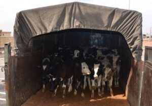 توقیف ۹ رأس دام قاچاق در محور سمنان-دامغان؛ راننده دستگیر شد