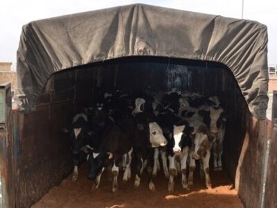 توقیف ۹ رأس دام قاچاق در محور سمنان-دامغان؛ راننده دستگیر شد