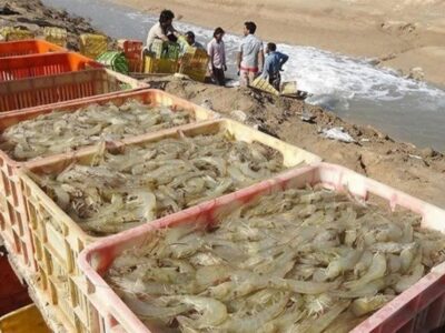 تولید میگو در کشور با رشد ۳۷ درصدی به رکورد جدید رسید