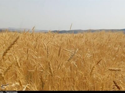 رکوردشکنی قیمت جهانی گندم درپی جنگ آمریکا علیه ایران