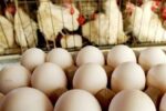 صادرات تخم مرغ ممنوع شد
