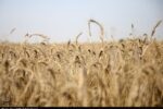 طرح اعتباری گندم برای کاهش فشار مالی گندمکاران اجرا شد