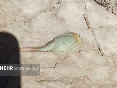 مشاهده فسیل زنده در تالاب هامون