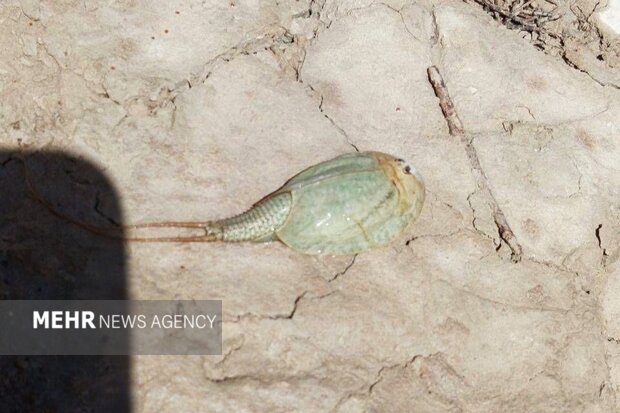 مشاهده فسیل زنده در تالاب هامون