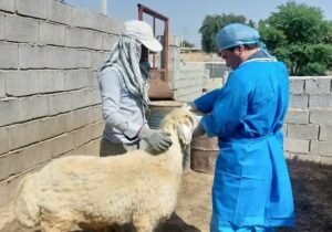 واکسیناسیون ۹۴ میلیون نوبت سر طیور صنعتی در ایلام