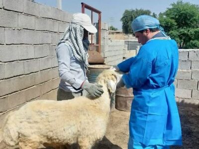 واکسیناسیون ۹۴ میلیون نوبت سر طیور صنعتی در ایلام