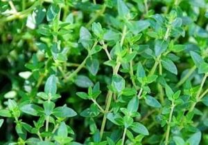 وجود ۱۲ هزار نمونه گیاهی و مرجع علمی ملی در آذربایجان غربی