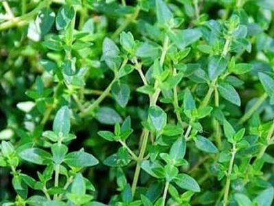 وجود ۱۲ هزار نمونه گیاهی و مرجع علمی ملی در آذربایجان غربی