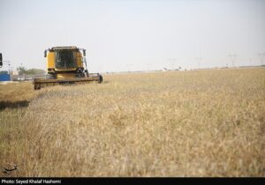آمادگی ۵۰۰ هزار میلیارد تومانی برای خرید تضمینی گندم در ۱۴۰۵