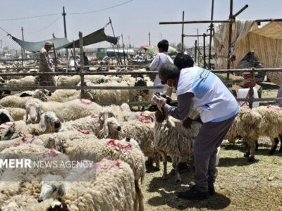 استقرار ۲۳ اکیپ دامپزشکی در قزوین برای نظارت بر ذبح عید قربان