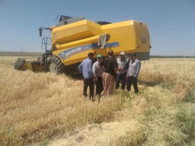 برداشت ۵.۵ هزار تن جو از مزارع سمنان؛ محصولی باکیفیت در دل کمآبی