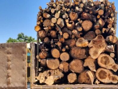 جزئیات شناسایی و انهدام باند قاچاق چوب با دوربین تله‌ای در استان مازندران