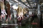 ضبط ۴۳۹ کیلو لاشه دام قربانی در مازندران