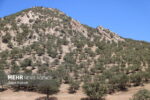 لرستان ۷۷ هزار هکتار ذخیره‌گاه جنگلی دارد