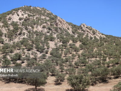 لرستان ۷۷ هزار هکتار ذخیره‌گاه جنگلی دارد