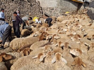 مشارکت عشایر مشگین در آئین پشم چینی گوسفندان
