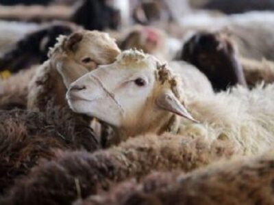 ممنوعیت جابجایی دام فاقد پلاک در مرودشت