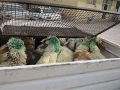 واردات دام زنده بدون انتقال ارز از استان های مرزی مجاز شد