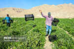 پاسخ صرفه جویانه کشاورزی خراسان رضوی به کمآبی و گرانی