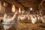 کاهش چشمگیر عرضه مرغ زنده در استان بوشهر