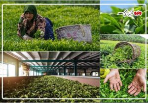 بهشتی: ۸۵۰۰ تُن برگ سبز چای در رودسر خریداری شد