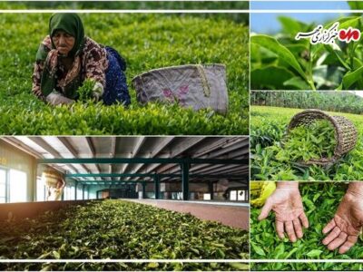 بهشتی: ۸۵۰۰ تُن برگ سبز چای در رودسر خریداری شد