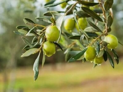 تولید ۵۰ درصد زیتون کشور در زنجان؛ صادرات به روسیه و ارمنستان