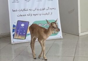 حمیدی: شهروند دلیجانی ناجی بره قوچ وحشی بازمانده از گله شد