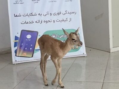حمیدی: شهروند دلیجانی ناجی بره قوچ وحشی بازمانده از گله شد