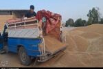 خرید تضمینی گندم به ۲ میلیون و ۳۰۰ هزار تن رسید