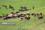 واگذاری ۷ طرح مرتعداری در سمنان؛ گامی بلند برای مدیریت مشارکتی مراتع