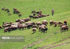 واگذاری ۷ طرح مرتعداری در سمنان؛ گامی بلند برای مدیریت مشارکتی مراتع