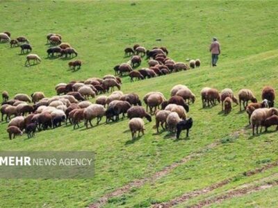واگذاری ۷ طرح مرتعداری در سمنان؛ گامی بلند برای مدیریت مشارکتی مراتع