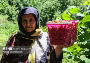 پروژه ملی «استارتاپهای روستایی ICT» در ۳ استان کلید خورد