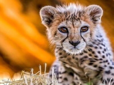 چرا سرنوشت هر توله یوز ایرانی خبرساز میشود؟